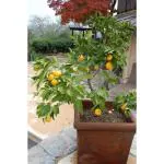 Cloud Farm Healthy Bonsai Chinese Orange Plant Great For Indoor Decoration (1-1.5 Ft Size) CF_1752