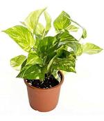 Dream mall Air Purifying Golden Lucky Money Plant With Black Imported Pot