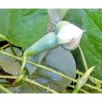 CooPany Clove Beans, Ipomoea Muricata, Pack of 10 Seeds