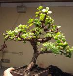 Heaven Of Saplings Jade Plant (Pack of 1)