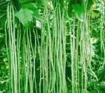 Tamransh Ishika Long Yard Beans Seed, 20 Seeds