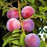 Baishnab Aloo Bukhara/Plum PlantAlubukra PlantExotic Live Grafted Plum (Aalu bukhara/Aloo bukhara/Alubukhara) Healthy Fruit Plant 2-3 Feet,Pack of 1 [CF06]