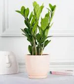 Nurturing Green Zz Plant In Modern Design Pastel Pot