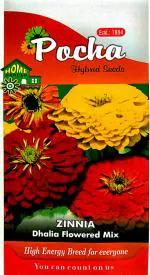 Tamransh Pocha Zinnia Flower, Dahlia Flowered Hybrid Flower Seed, 40 Seeds