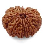 Feel Touch Mart Twelve Face 12 Mukhi Natural Nepal Bead Barah Mukhi Rudraksha by Lab Certified