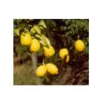 Cloud Farm Healthy Galgal Lemon/Nimbu/Nimboo Fruit Plant(Pack Of 1) ,CF_L88