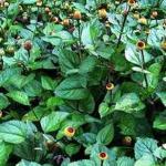 Kapebonavista spilanthes paniculata 4 month old sapling plant, toothache plant, akarkar