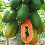 Rosemary Organic Papaya Seed 100 Per Packet