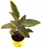India Gardening White Star Calathea - Live Plant in Self Watering pot