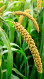 Mahanandi Foxtail Millet 5Kg-Loose