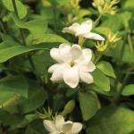 Cloud Farm Arabian Jasmine Double Petal Healthy Flower Plant CF[30361]