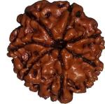 Shivoham 7 Mukhi Rudraksha with Lab Test Certificate and Xray Report R7 Wooden Yantra
