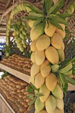 Cloud Farm Hybrid Raspuri Mango Plant - 200 mm CF R3