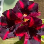 Cloud Farm Hybrid Adenium Plant - 200 mm CF370