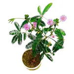 Ashokavanam Shameplant (Touch me not) - Mimosa pudica - rare plant