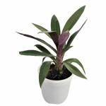 INDIAN FLORA : Roheo , Exotic Live Plant , Home Decor Plant , Plastic Pot , Air Purifying ,