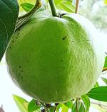 Cloud Farm Hybrid and Air Layered Arka Mridula Guava Plant - 200 mm CF 100541