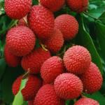 Corofitam Litchi Plant_litchi pant hbusd pai(y323