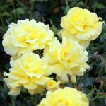 Cloud Farm 'Lady Banks' Yellow Rose Flower Plant 1 Grafted Rose Healthy Plant CF_822