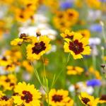 PARYAVARAAN Coreopsis Seeds For Home Garden pack of 50 seeds