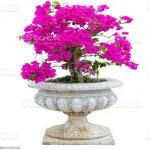 PLATONE Bougainvillea Plant_bougainvilla plant sdhy pai(y298