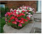 PARYAVARAAN Godetia Flower Seeds For Balcony pack of 50 seeds