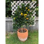 Cloud Farm Healthy Darjeeling Orange Healthy Plant Healthy Grafted Hybrid Plant Pack of 1 CF_1695