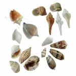 Vin Care Natural Sea Shells 17 pcs (17 Types) Medium Small Growth Seashells 2 - 3 Inch