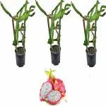 Cloud Farm Dragon Fruit Combo Pack of All Three- 3 Varieties-Pink Skin but White Flesh.Hybrid Rooted Dragon Saplings.[Pack of 3]