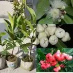 GLOBALPLANTS WHITE WAX APPLE PLANT / SWEET WAX APPLE PLANT