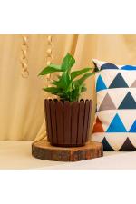 Kyari Brown Plastic Fence Pot 14 x 18 x 16cm (Pack of 1)