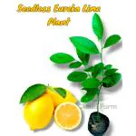 Cloud Farm Seedless Eureka Lemon Plant Special Variety Fruit After 6 Month, Pack Of 1 SCF_218