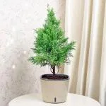 Cloud Farm Hybrid Christmas Tree Plant - 200 mm CF48
