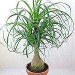 PARYAVARAAN Lolina Pam Live Outdoor Plant with Pot