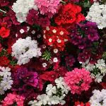 PARYAVARAAN Verbena hybrida Ideal Florist Mix pack of 50 seeds