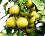 Dishita - Go Green Live Dwarf Pear Fruit Tree Nashpati Plant For Garden Hybrid Variety Plants (Pear Fruit Nashpati Plant)