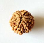 Feel Touch Mart 6 Mukhi Rudraksha Original Certified Brilliant Brown Color Best Size & Shape Natural Nepal Beads for Men &