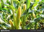 JIGNISHA SEEDS Baby Corn Exotic Vegetable Seeds For Home Garden Pack Of 30 Seeds