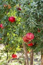 Cloud Farm Pomegranate Healthy Plant Kazake Variety [CF1024]