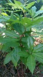 CooPany Insulin Plant/Costus Igneus Live Medicinal Plant with Safe and Secure Packing
