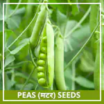 Farmgokart 20 Seed Pack of PEA SEEDS