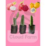 Cloud Farm Dragon Fruit Plant Combo of 3 variety Red C variety, Vietnam White,& Israel Yellow Dragon, Pack Of 3 SCF_136