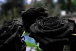 Cloud Farm Hybrid and Unique Black Rose Plant - 200 mm CF 50025