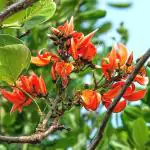 Plantzoin Flame of the forest Palash Butea monosperma Palas Live Plant