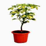 Vatikalive Plants Schefflera Plant (Hybrid, Pack of 1)