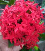 Cloud Farm Hybrid Red Trothic Ixorachethi Plant - 200 mm CF01991