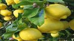 Platone Lemon Plant Live GANDHORAJ Lemon Plant Huge Production 1 Healthy Seedling Plant