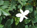 Plantzoin Royal jasmine Jati Jasminum grandiflorum Chameli Live Plant