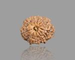 Feel Touch Mart Nine Face 9 Mukhi Brown Nepal Bead Rudraksha by Lab Certified