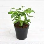 adabahar/Shavam Nari/Sadafuli/Nayanthara/Periwinkle/Vinca/Catharanthus Roseus Beautiful and Decorative Flower